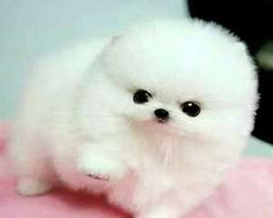 茶杯犬价格是多少？怎么挑选茶杯犬？