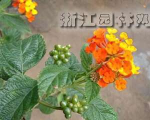 五色梅栽种培养