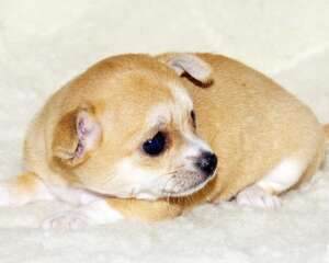 幼犬如何喂养，喂养幼犬有哪些是要注意的？