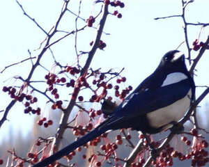 宠物鸟患肠炎的病因分析