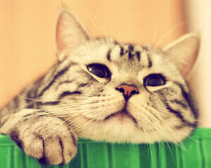 怎样训练一只淡定的猫？