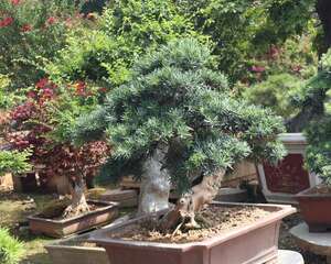 谁说“植物”不值钱？这“4种”盆景，养个两三年，给多…
