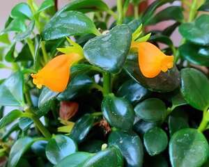 耐阴花就是它，晾衣杆上挂起来养，越养越爆盆！