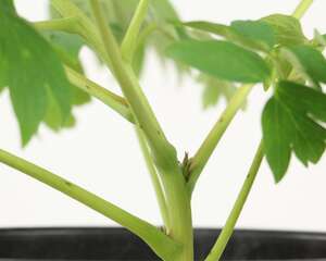 牡丹换盆后可以施肥吗，新上盆的牡丹怎么管理