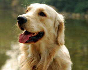 遛狗时不要给狗狗喂食