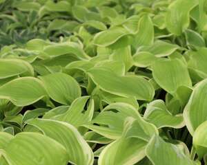 玉簪花的风水作用