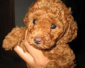 哪些情况会造成红贵宾鼻子及被毛变色