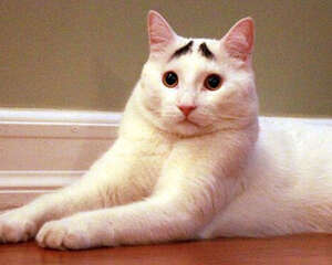 姚晨怀抱猫咪，为什么明星都爱猫？