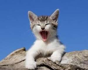 猫叫声了解猫咪心情好坏
