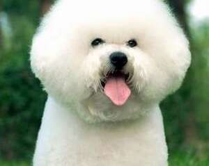 狗狗眼屎多怎么办？