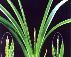 兰花“叶蝶”知识