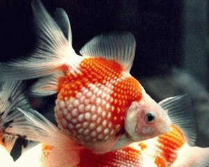 凤尾花珍珠的外形特点