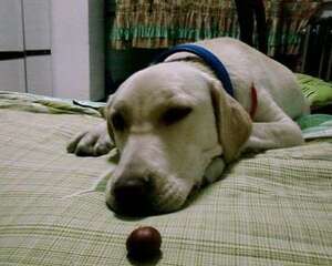 狗狗能吃板栗吗 狗狗吃板栗有什么危害吗