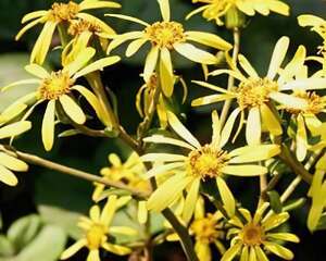 花叶如意怎么养