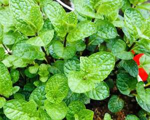 这花掐一把嫩芽，炒鸡蛋喷香，一口气吃一大盘！