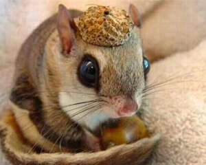 日本小鼯鼠的形态特征