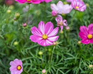 格桑花怎么种