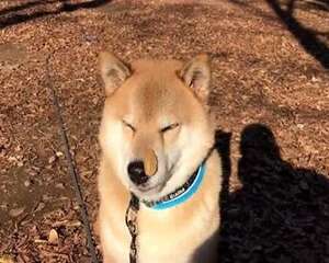 柴犬是中型犬吗？柴犬体型介绍