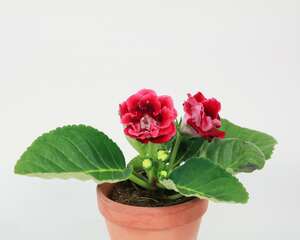 大岩桐休眠如何处理