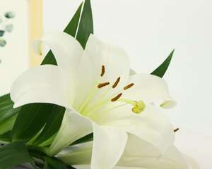 盆栽百合花怎么养