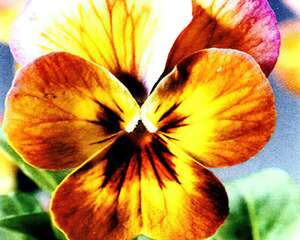 英S＆G堇菜属新品种引人注目