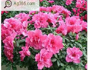 比利时杜鹃(图)