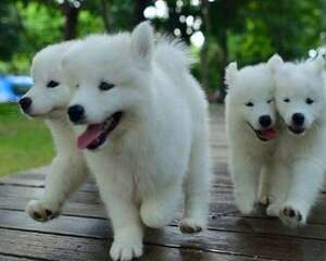 银狐犬和萨摩耶区别有哪些？