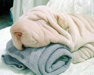 沙皮狗有没有毛