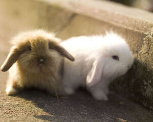 教兔子像猫咪一样上厕所