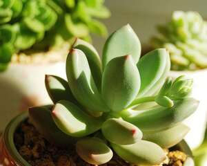 青星美人 Pachyphytum ‘Dr Cornelius’