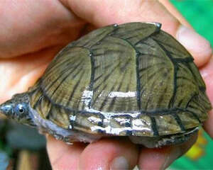 剃刀龟背甲真菌感染的治疗方法