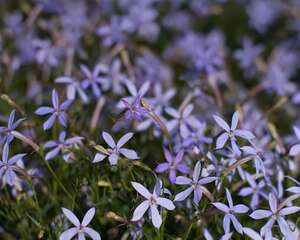 流星花的栽培管理