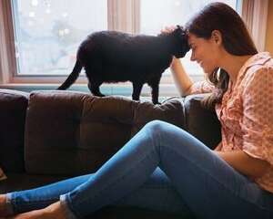 WOWO猫粮: 选猫粮只盯着排名看?适合自家猫咪的才是好的