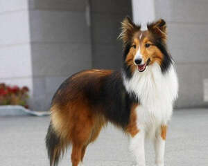 教你怎么给喜乐蒂刷牙