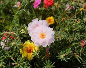 太阳花有毒素吗，太阳花有什么作用