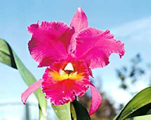 卡特兰 Cattleya hybrida