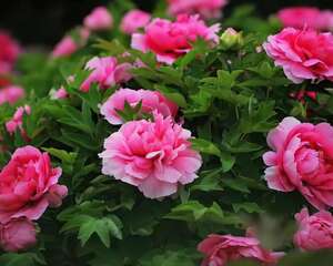 春天最大气的花，开出第一朵，就惊艳全场！