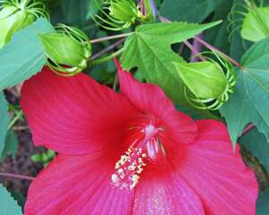 木芙蓉花有蕾不开花怎么回事