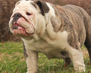 狗狗出行请戴好挂牌