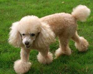 如何训练小型贵宾犬握手？