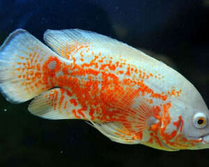 观赏鱼打架怎么办？