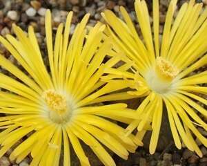 黄花黄紫勋图片