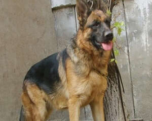 喂食狗狗零食的注意事项