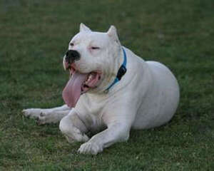 狗狗离乳期吃什么