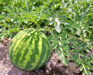 西瓜怎么种，种植技术介绍