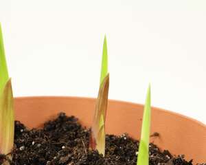 唐菖蒲（剑兰）怎么施肥