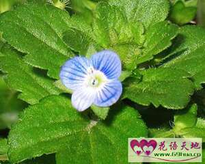 波斯婆婆纳的花语：健康