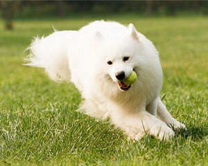 夏天如何为狗狗做好防晒