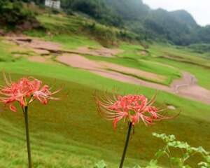 彼岸花怎么种植方法