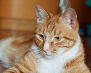 猫咪的简单美毛法